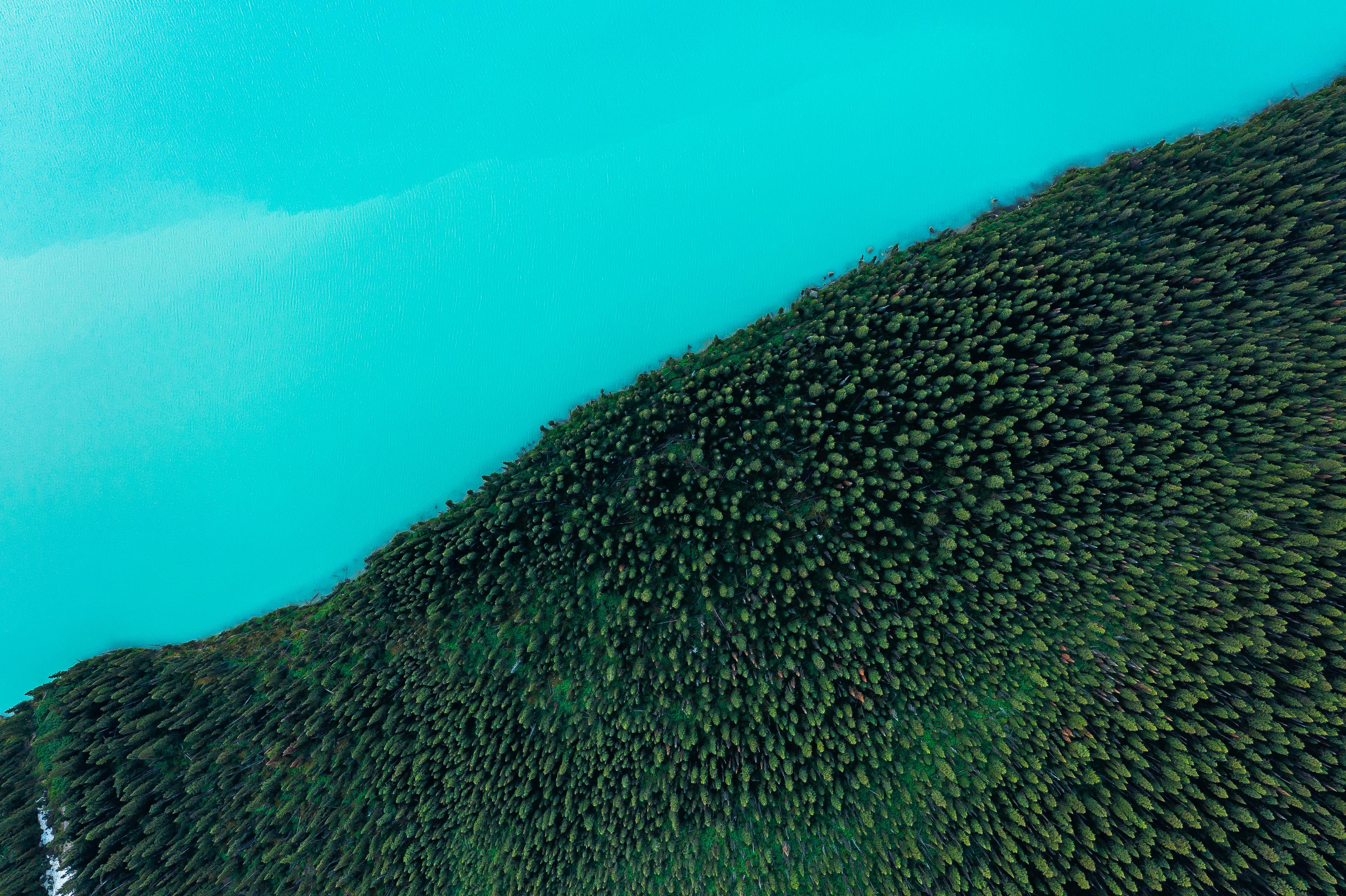 Aerial view of turquoise water meeting a densely forested British Columbia shoreline
