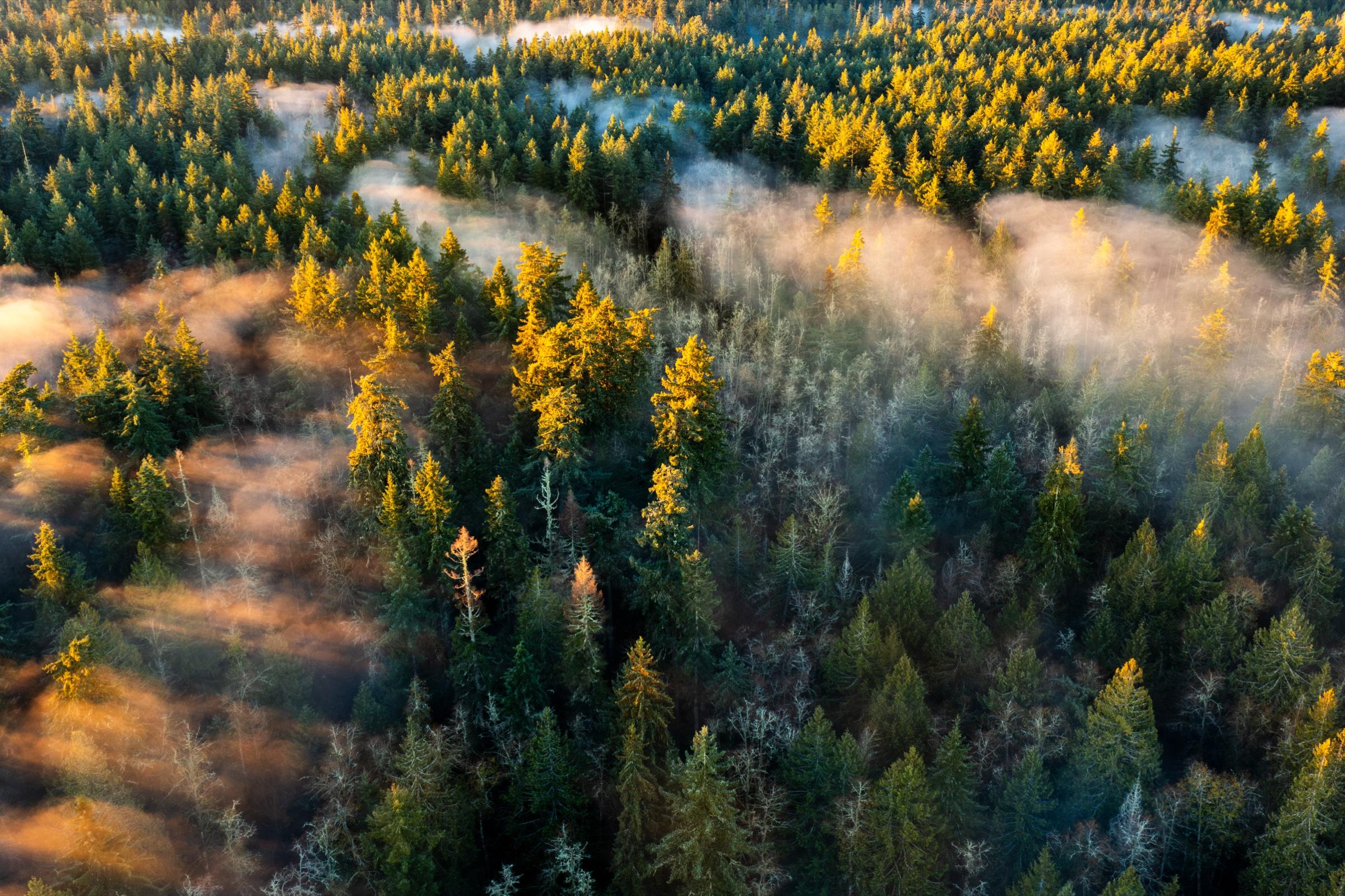 Golden sunlight and mist drifting through a British Columbia forest