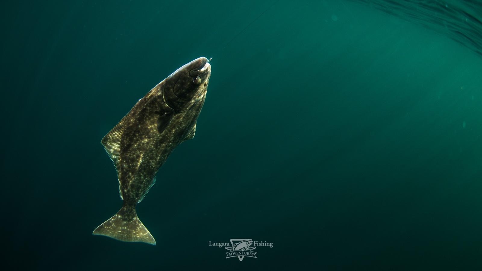 A fish swimming beneath the waters off Langara Island